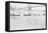 Swimmers Race to Coney Island Just Past the Brooklyn Bridge-null-Framed Stretched Canvas