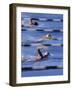 Swimmers Racing-null-Framed Photographic Print