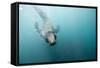 Swimming Antarctic Fur Seal-Paul Souders-Framed Stretched Canvas