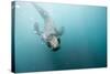 Swimming Antarctic Fur Seal-Paul Souders-Stretched Canvas