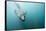 Swimming Antarctic Fur Seal-Paul Souders-Framed Stretched Canvas
