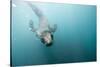 Swimming Antarctic Fur Seal-Paul Souders-Stretched Canvas