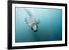 Swimming Antarctic Fur Seal-Paul Souders-Framed Photographic Print