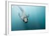 Swimming Antarctic Fur Seal-Paul Souders-Framed Photographic Print