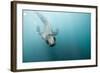 Swimming Antarctic Fur Seal-Paul Souders-Framed Photographic Print