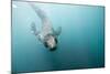 Swimming Antarctic Fur Seal-Paul Souders-Mounted Photographic Print