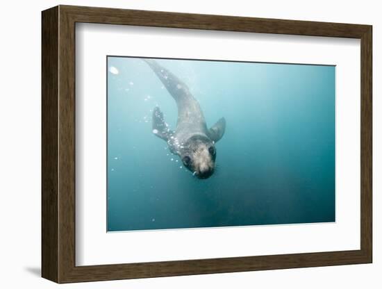 Swimming Antarctic Fur Seal-Paul Souders-Framed Photographic Print