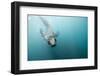 Swimming Antarctic Fur Seal-Paul Souders-Framed Photographic Print