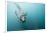 Swimming Antarctic Fur Seal-Paul Souders-Framed Photographic Print