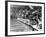 Swimming Competition at Berlin Olympic Games in 1936 : Here Swimmers Diving in Swimmming Pool-null-Framed Photo