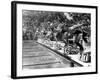 Swimming Competition at Berlin Olympic Games in 1936 : Here Swimmers Diving in Swimmming Pool-null-Framed Photo