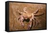 Swimming Crab-null-Framed Stretched Canvas