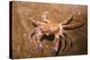 Swimming Crab-null-Stretched Canvas