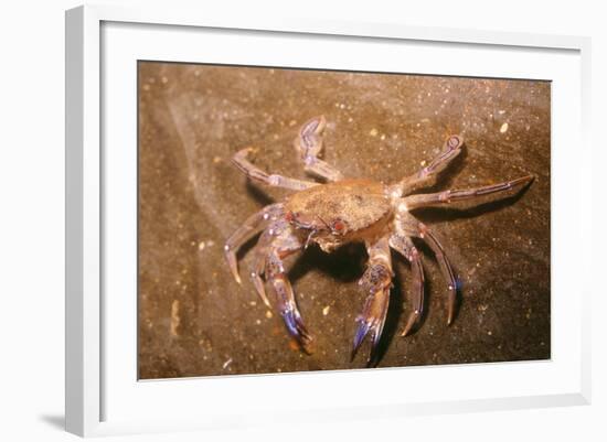 Swimming Crab-null-Framed Photographic Print