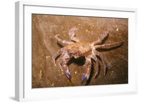 Swimming Crab-null-Framed Photographic Print