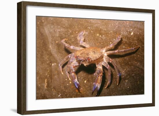 Swimming Crab-null-Framed Photographic Print