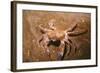 Swimming Crab-null-Framed Photographic Print