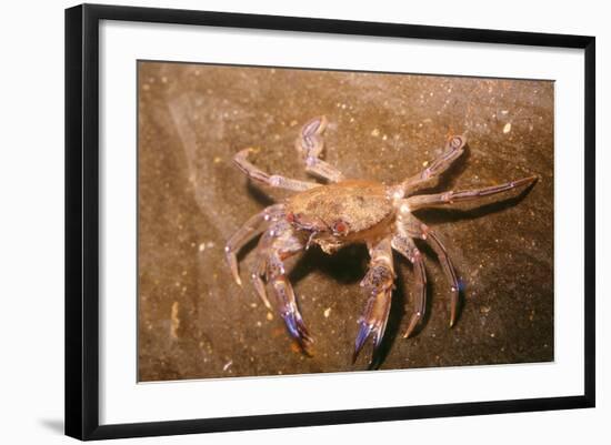 Swimming Crab-null-Framed Photographic Print