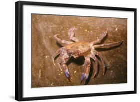 Swimming Crab-null-Framed Photographic Print