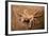 Swimming Crab-null-Framed Photographic Print