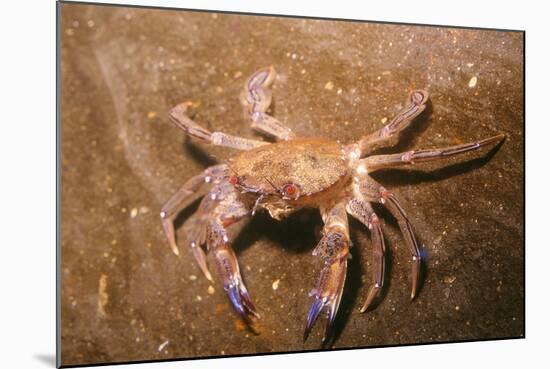 Swimming Crab-null-Mounted Photographic Print