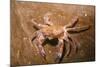 Swimming Crab-null-Mounted Photographic Print