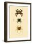 Swimming Crabs, 1833-39-null-Framed Giclee Print