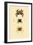 Swimming Crabs, 1833-39-null-Framed Giclee Print