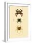 Swimming Crabs, 1833-39-null-Framed Giclee Print