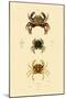 Swimming Crabs, 1833-39-null-Mounted Giclee Print