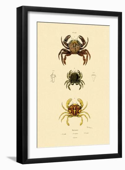 Swimming Crabs, 1833-39-null-Framed Premium Giclee Print
