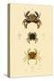 Swimming Crabs, 1833-39-null-Stretched Canvas