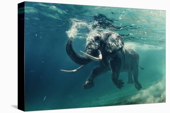 Swimming Elephant Underwater. African Elephant in Ocean with Mirrors and Ripples at Water Surface.-Willyam Bradberry-Stretched Canvas