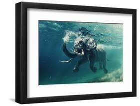 Swimming Elephant Underwater. African Elephant in Ocean with Mirrors and Ripples at Water Surface.-Willyam Bradberry-Framed Photographic Print