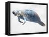 Swimming Manatee-Marcus Prime-Framed Stretched Canvas