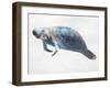 Swimming Manatee-Marcus Prime-Framed Art Print