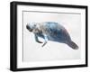 Swimming Manatee-Marcus Prime-Framed Art Print