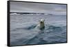 Swimming Polar Bear at Half Moon Island in Svalbard-Paul Souders-Framed Stretched Canvas