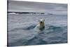 Swimming Polar Bear at Half Moon Island in Svalbard-Paul Souders-Stretched Canvas
