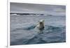 Swimming Polar Bear at Half Moon Island in Svalbard-Paul Souders-Framed Photographic Print