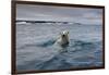 Swimming Polar Bear at Half Moon Island in Svalbard-Paul Souders-Framed Photographic Print