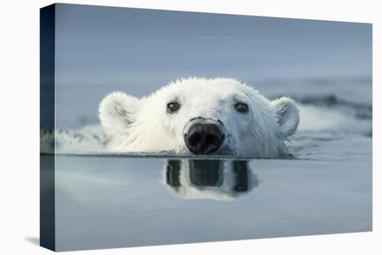 Swimming Polar Bear, Hudson Bay, Nunavut, Canada-Paul Souders-Stretched Canvas