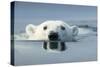 Swimming Polar Bear, Hudson Bay, Nunavut, Canada-Paul Souders-Stretched Canvas