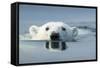 Swimming Polar Bear, Hudson Bay, Nunavut, Canada-Paul Souders-Framed Stretched Canvas