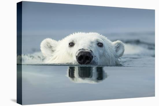 Swimming Polar Bear, Hudson Bay, Nunavut, Canada-Paul Souders-Stretched Canvas