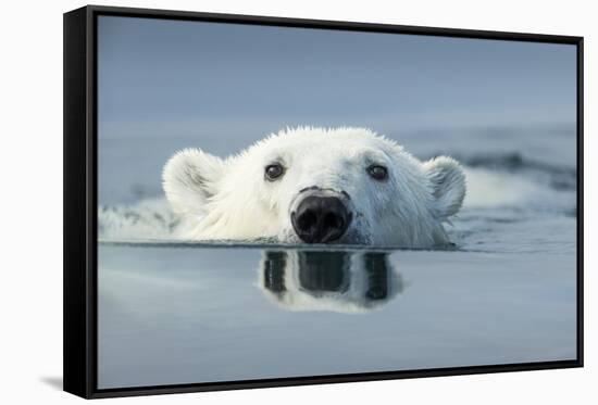 Swimming Polar Bear, Hudson Bay, Nunavut, Canada-Paul Souders-Framed Stretched Canvas