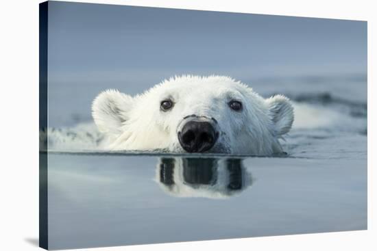 Swimming Polar Bear, Hudson Bay, Nunavut, Canada-Paul Souders-Stretched Canvas