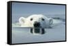 Swimming Polar Bear, Hudson Bay, Nunavut, Canada-Paul Souders-Framed Stretched Canvas