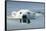 Swimming Polar Bear, Hudson Bay, Nunavut, Canada-Paul Souders-Framed Stretched Canvas