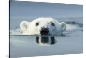 Swimming Polar Bear, Hudson Bay, Nunavut, Canada-Paul Souders-Stretched Canvas